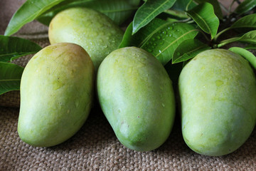 Tropical fresh green mangoes and green leaves with drop of water on burlap sack background,close-up view