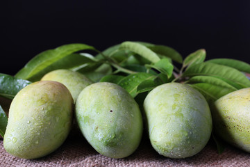 Tropical fresh green mangoes with drop of water on burlap sack with green leaves and black background,close-up view