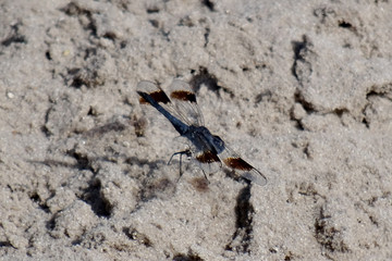 Brachythemis leucosticta