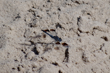 Brachythemis leucosticta