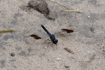 Brachythemis leucosticta