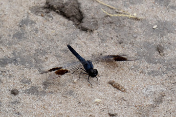 Brachythemis leucosticta