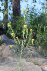yellow flowers in the garden
