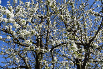 Kirschblüten im Frühling