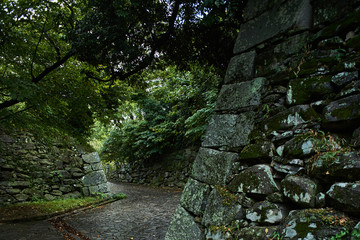 Fototapeta premium Forest Path with Stone Wall, Quiet Nature Landscape