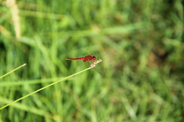 Dragonfly on flower macro view.