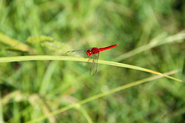 Dragonfly on flower macro view.