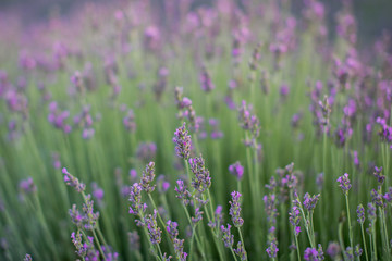 Lavender fields on the sunset