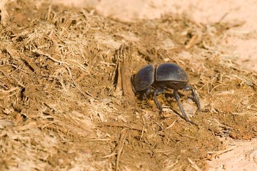 Flightless dung beetle burrowing into some fresh African elephant dung