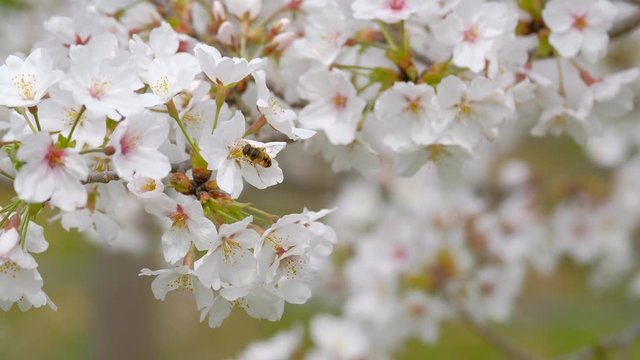 動画素材:　桜の花　ソメイヨシノ　蜂　クローズアップ