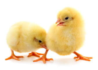 Two yellow chicken.