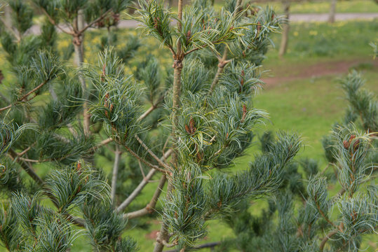 Green Foliage and Brown Cones of a Japanese White Pine Tree (Pinus parviflora 'Bonnie Bergman') Growing in a Garden in Rural Devon, England, UK