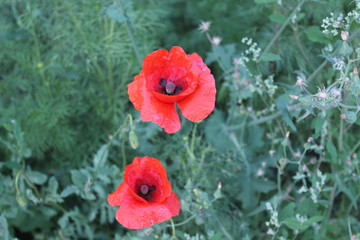 red poppy flowers