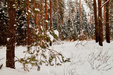 Snow covered spruce branch of trees in a winter forest