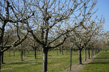 Obraz premium Blühender Obstgarten in Alexandrowka