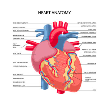 Human heart anatomy