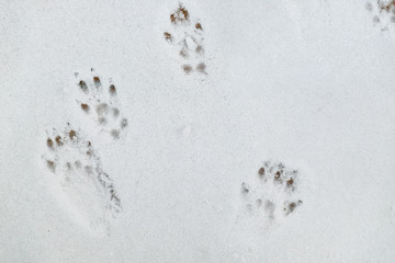 Squirrel tracks © Andrei Nekrassov