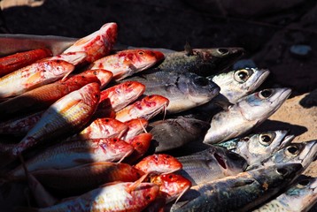 Red mullet or barbounia fish in outdoor market in Lipsi island, Greece. 