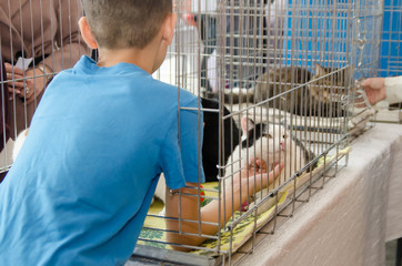 boy stroks cat in a metal cage at an exhibition