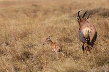 Newly born Topi antelope with her mother