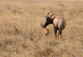 Obraz premium Topi antelope licking her newly bornlicking baby