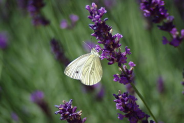 Zitronenfalter im Lavendel