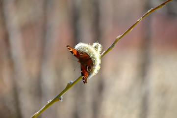 Aglais io, the European peacock known as peacock butterfly on pussy willow. Far East, Russia