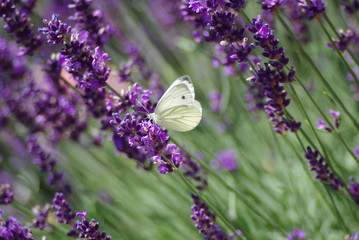 Zitronenfalter im Lavendel