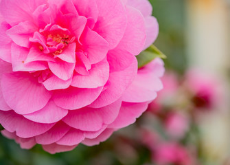  Close up macro shot of pink camelia flower head (japonica) against an out of focus background