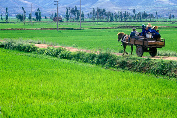 Villagers escape traffic jam down side road in Dali, Yunnan Province, People's Republic of China