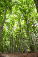 Baumstamm: Ringe / Jahresringe eines abgesägten Baumstammes