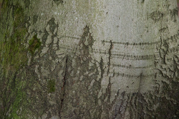 Baumstamm: Ringe / Jahresringe eines abgesägten Baumstammes