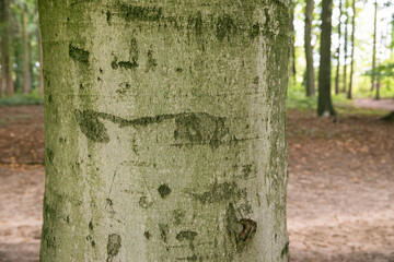 Baumstamm: Ringe / Jahresringe eines abgesägten Baumstammes