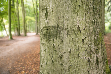 Baumstamm: Ringe / Jahresringe eines abgesägten Baumstammes