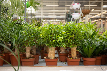 Beautiful green plant in a flower pot. Flower at flower shop