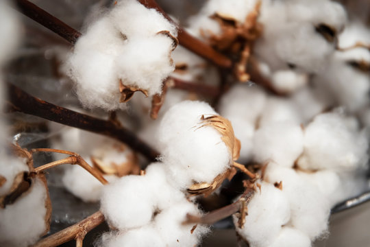 Sprigs of cotton close-up. Beautiful fluffy cotton
