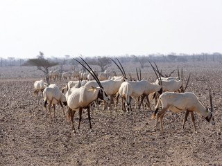 Naklejka premium Breeding group Arabian Oryx, Oryx leucoryx, Al Wusta Wildlife Reserve, Oman
