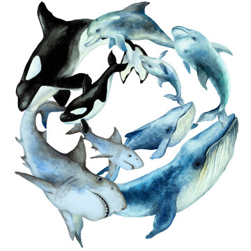 Circle wreath of swimming dolphins, shark, blue whale, killer whale orca with cubs on a white background, watercolor.