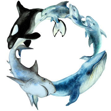 Circle wreath of swimming dolphins, shark, blue whale, killer whale orca on a white background, watercolor.