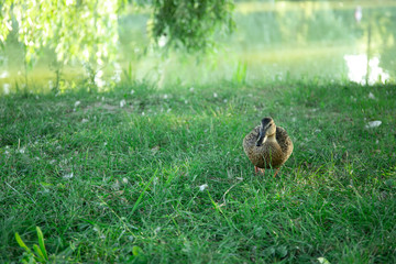 Duck in the meadow in the park. Good sunny weather. Duck in the wild