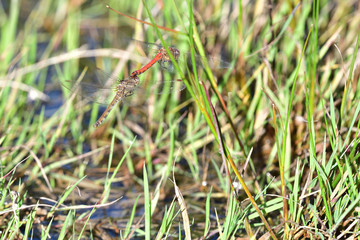 The ruddy darter dragonfly male and female are mating together in the air while flying above the water surface near the grass