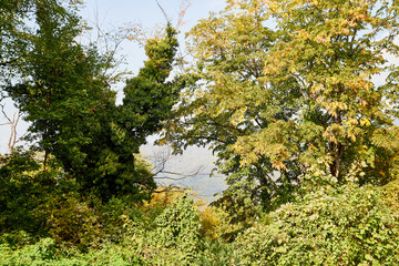 Autumn landscape with yellow trees in mountains and sky with fog haze background in day or morning time