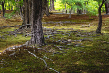 京都 東福寺 庭園風景