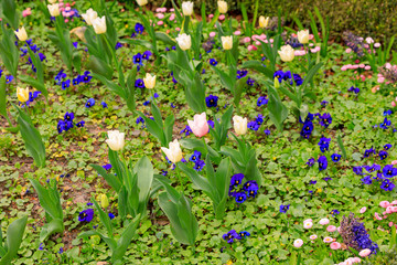 Blumenbeet mit einer rosa Tulpe