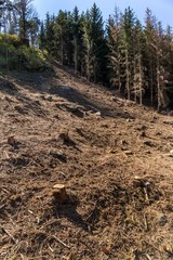 Forest slope after felling after attack by bark beetle.  Deforestation. Cutted spruce forest in the Czech Republic - Highlands. Environmental damage.