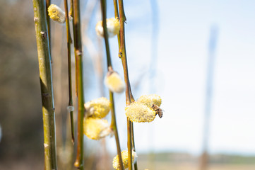 pszczoła zbierająca pyłek z wierzby