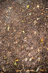 Waldboden: Erde, Laub und Äste auf einem Waldboden, Platz für Text/Typo