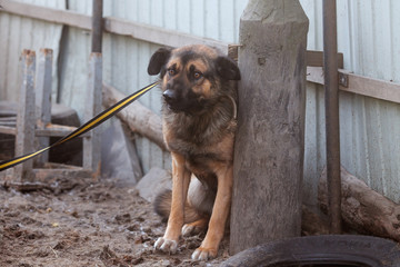 Unhappy frightened dog. Abandoned dog.