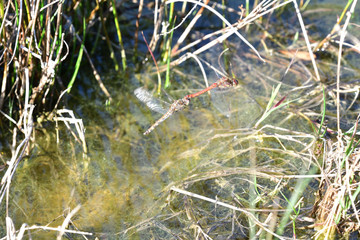 The ruddy darter dragonfly male and female are mating together in the air while flying above the water surface near the grass
