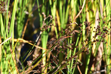 The ruddy darter dragonfly sitting by the river on a leaf plant part in the grass